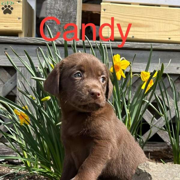 Candy, Chocolate Labrador Retriever Puppy
